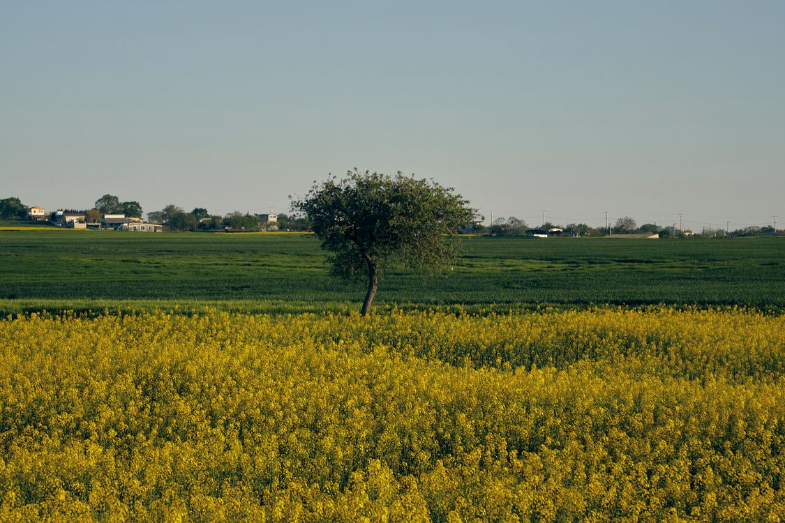 Vibrant canola field in bloom across Alberta farmland