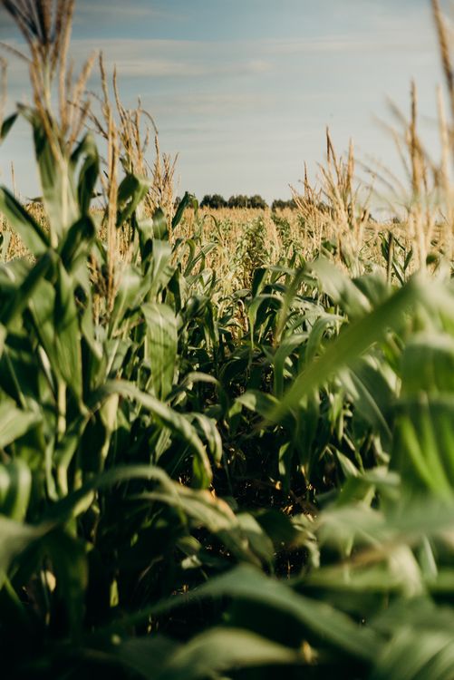 Golden cornfield at sunset, representing generations of farming heritage